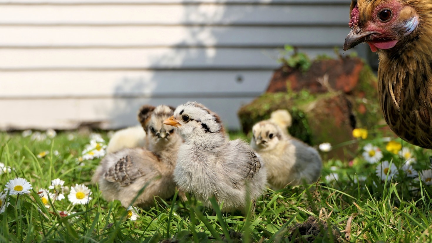 Tips for Winterizing Your Backyard Chicken Coop