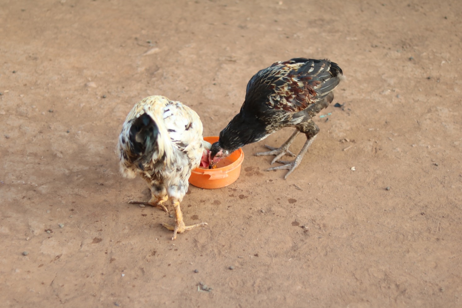 Understanding Chicken Behavior: What Your Flock is Telling You